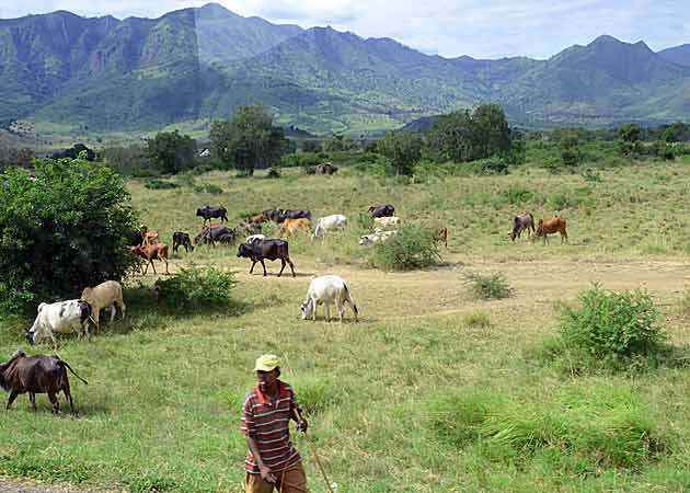 Cattle-at-side-of-road