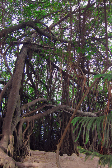 Old tree beside Hoan Kiem Lake temple.