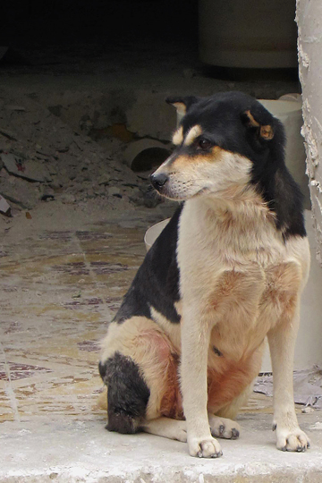 Watching the world go by.