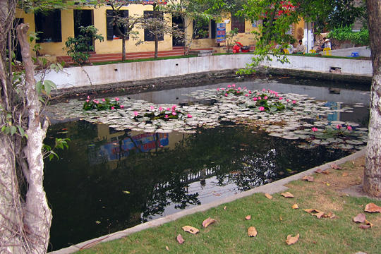 Lily pond in Bat Trang.