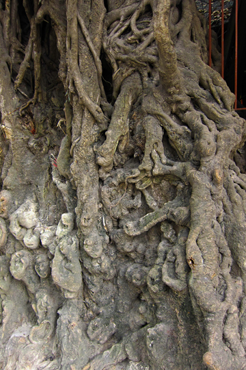 Old tree trunk off sidewalk.