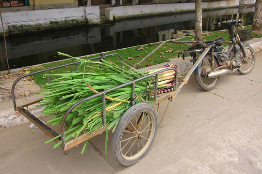 Sugar cane delivery.