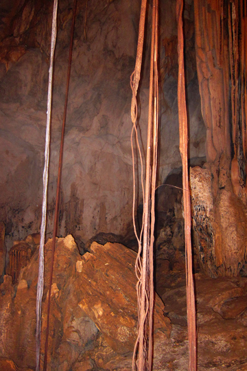 Roots extending from ceiling into floor.