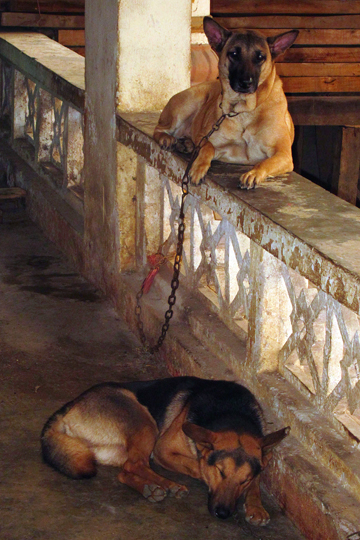 Guard-poochies at the silk factory.