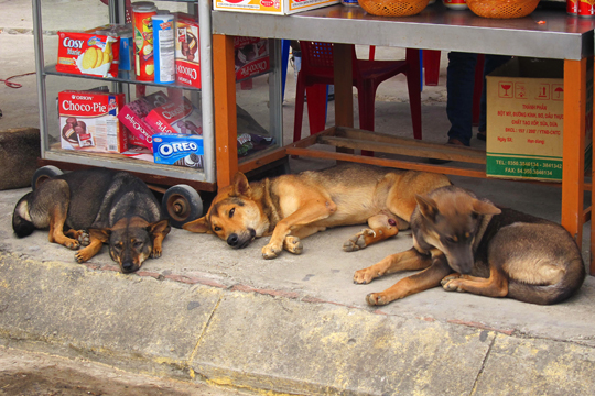 Chillin' at the Cat Ba City docks.