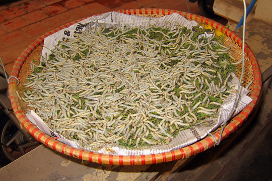 Silkworms.