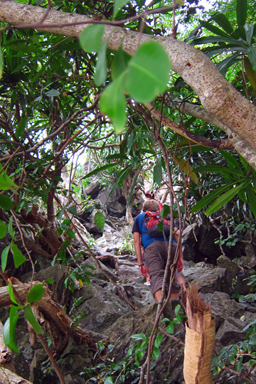 Monkey Island jungle trail hike.