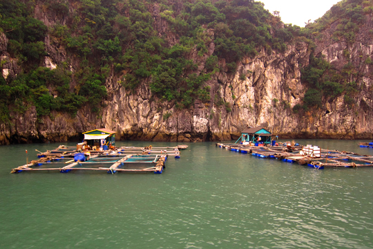 Cat Ba Island fish farms.