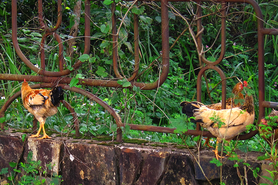 Khe Sahn - the ever-present chickens and roosters.