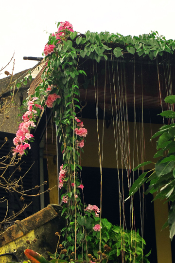 Flowers on a building in Old Town, Hoi An.
