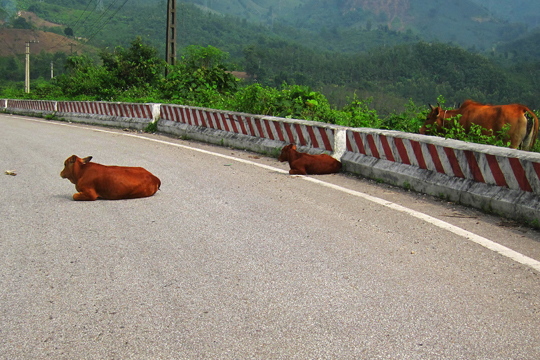 A nice warm road to lay on, Central Highlands.