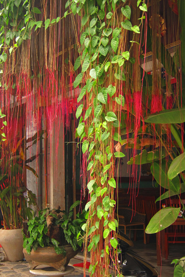 Red tendrils. Old Town, Hoi An.