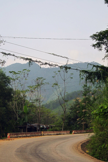 Over-grown wires, Central Highlands.