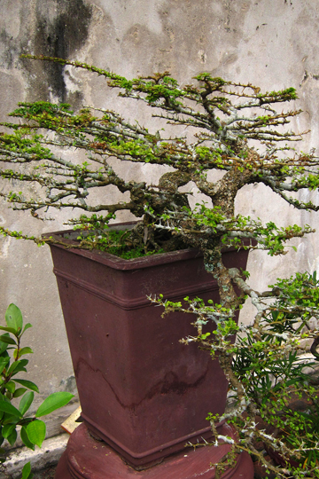 Bankai at the Citadel.