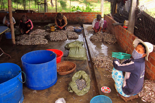Sorting prawns, fishing village near Hoi An.