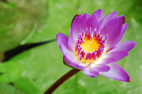 A Christmas Lotus blossom at the Phuoc An Hotel, Hoi An.