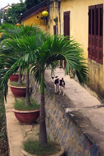 Potted Royal Palms. Old Town, Hoi An.