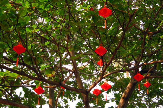 Tree lanterns over the Heritage Bar patio, Hoi An.