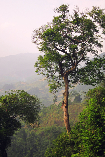 Trees over the valley, Central Highlands.