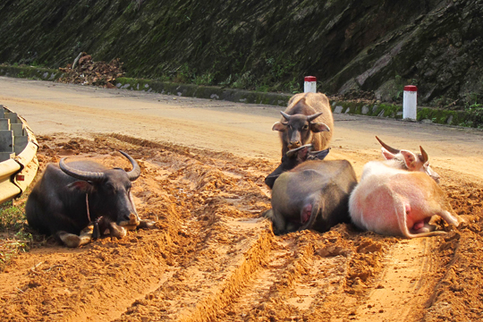 Any dirt is good dirt, Central Highlands.