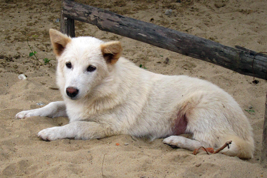 Beach pooch, fishing village near Hoi An.