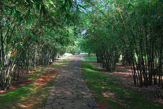 Trail to the Vinh Moc Tunnels.
