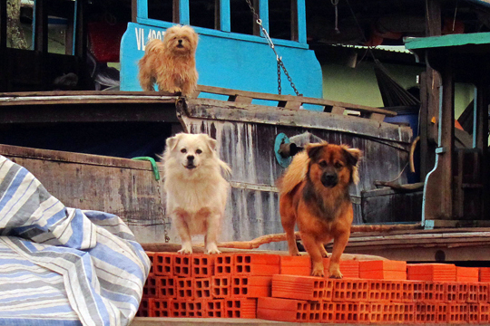 The "Three Barketeers", near Can Tho.