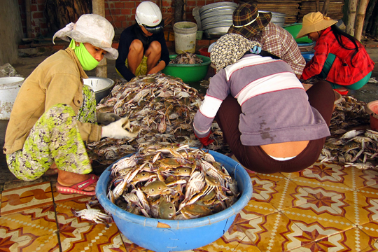 Sorting crabs, fishing village near Hoi An.
