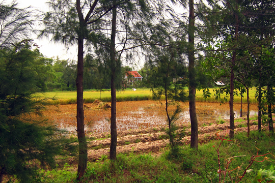 More rice paddies surrounding the fishing village, near Hoi An.