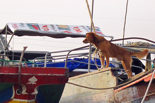 The Cai Rang Floating Market near Can Tho 12.