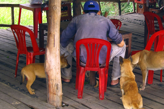 He's never lonely at lunch-time, fishing village near Hoi An.