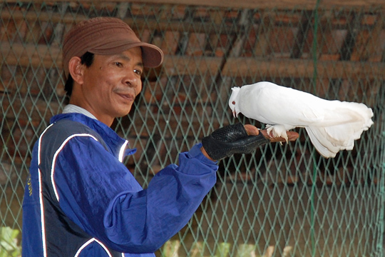 Mr. Tu and fancy pigeons, Quang Nam Prov.