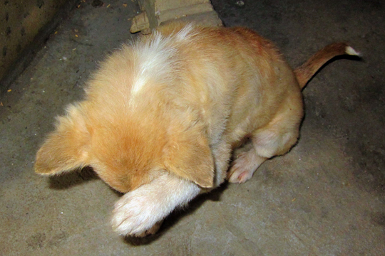 Shy farm-puppy, Quang Nam Prov.