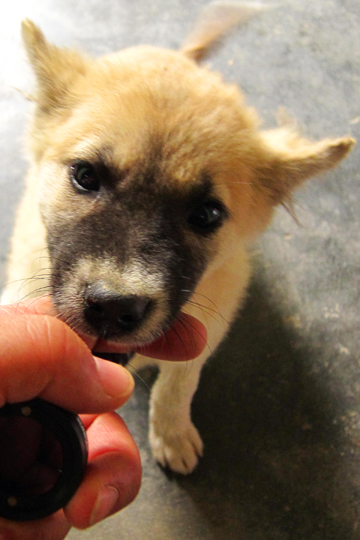 Sure likes tasty fingers though, Quang Nam Prov.