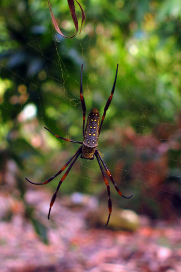 It's about the size of your palm, near Can Tho.