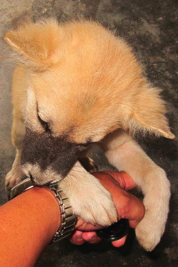 Also likes yummy watches, Quang Nam Prov.