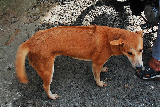 A Thai Ridgeback-cross, near Can Tho.