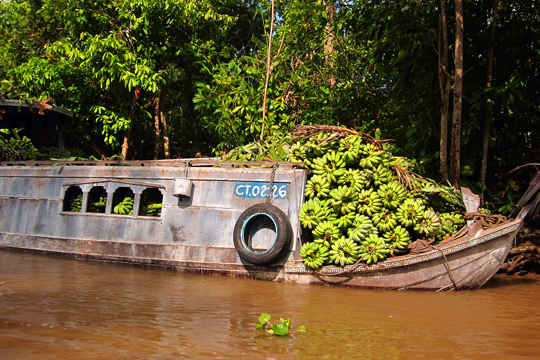 Lots of bananas, near Can Tho.