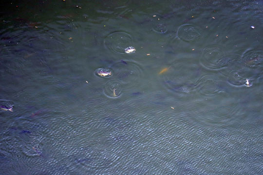 Fish breaching the surface of the water.