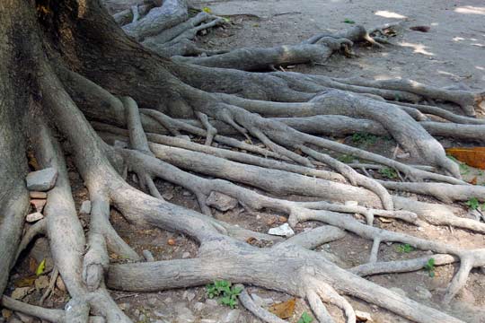 Ancient tree roots.