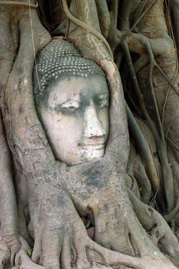 Buddha Head in Tree.