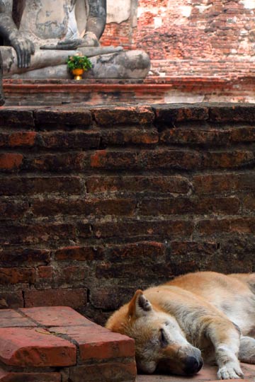 Watched over by Buddha.