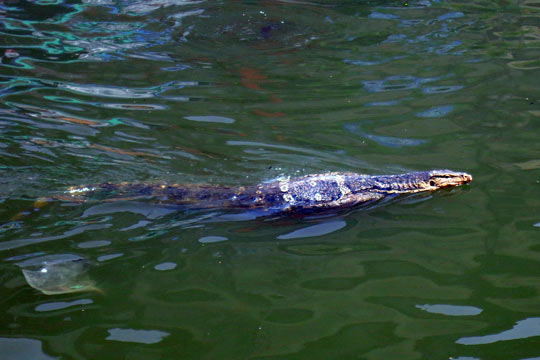Komodo Dragon swims in canal in front of cafe.