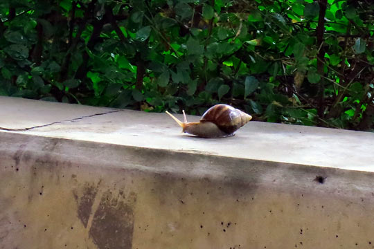 Pretty big snail, eh?