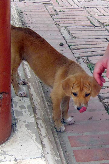 Cute little girl-puppy.