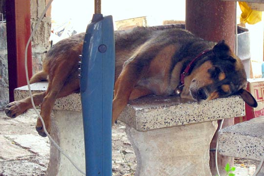 The temple dogs here certainly know how to "chill".