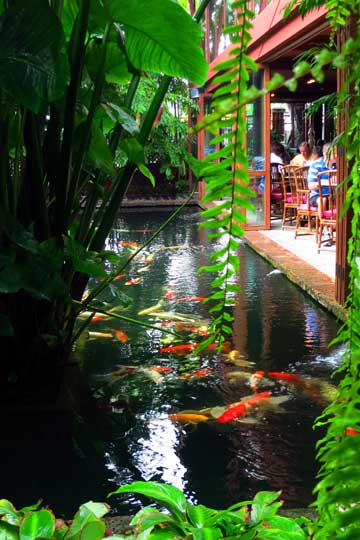 Koi Pond in front of the restaurant.