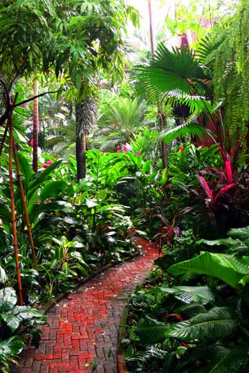 Lush garden behind house.