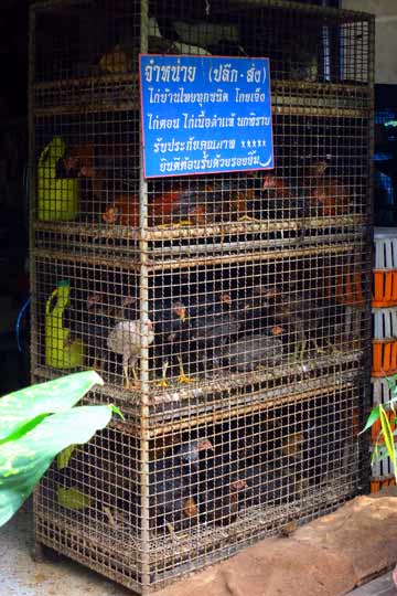 Avian-flu? What avian-flu?