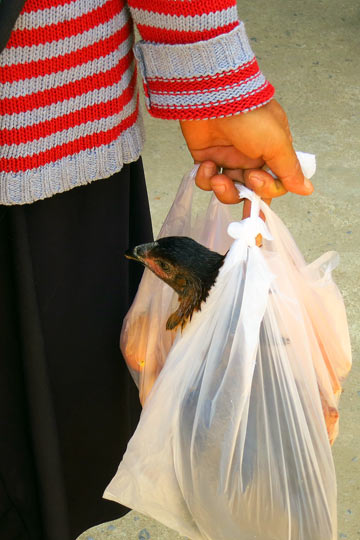 Bag o' chicken. A laying hen going off to her new home.